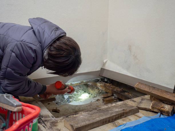 Best Mold Prevention Services  in Cherry Brah, NC